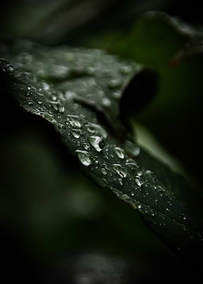 Drop of Life