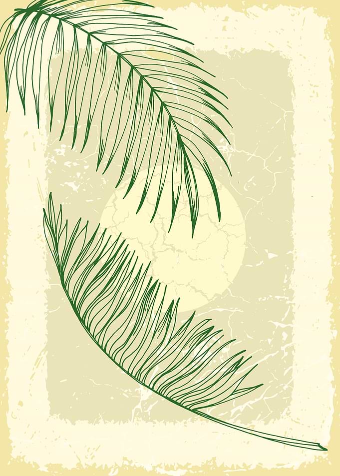 Tropical palm