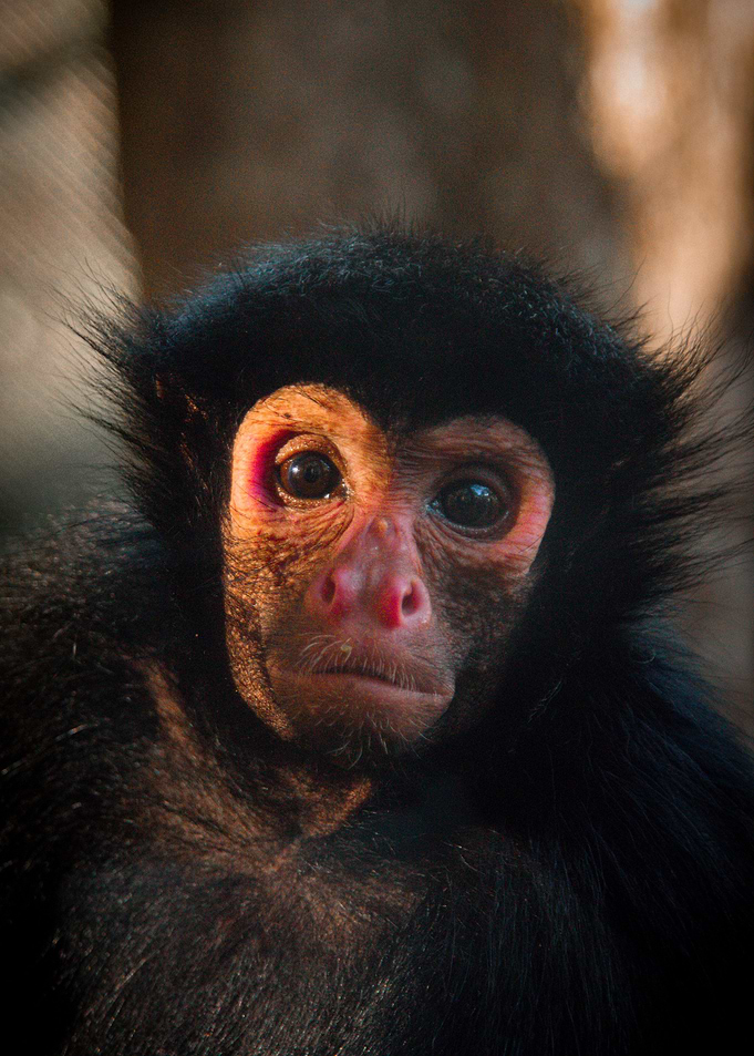 Monkey D