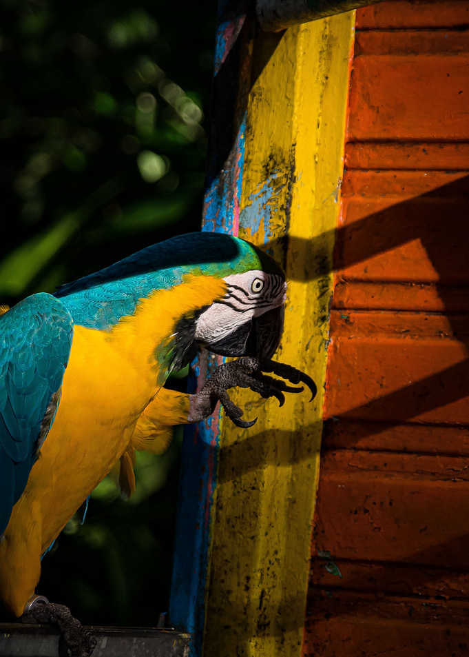 Parrot x Sunset