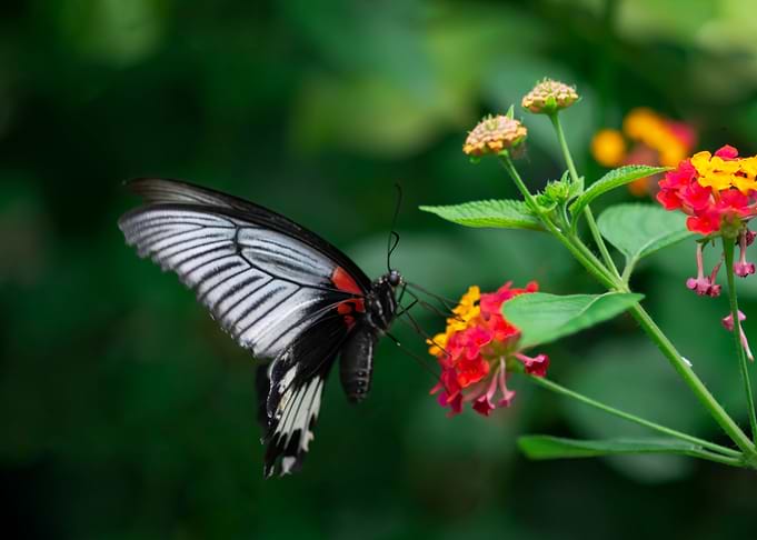 Phoenix Butterfly