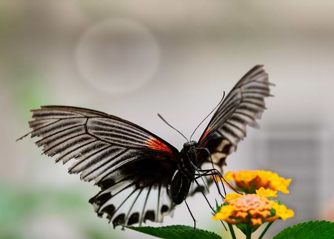 Phoenix Butterfly