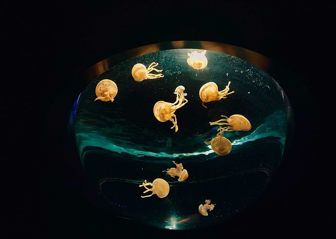 Several small jellyfish