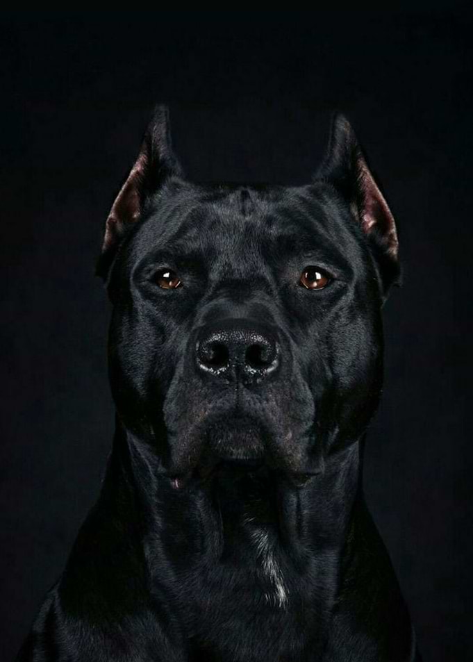 Black Dog
