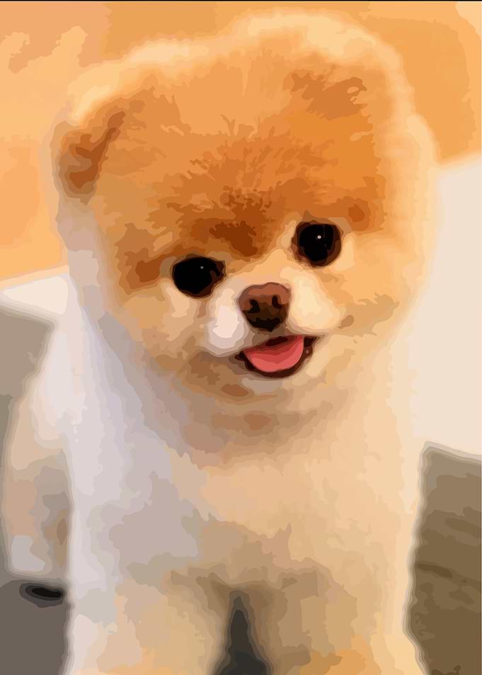 Little Dog