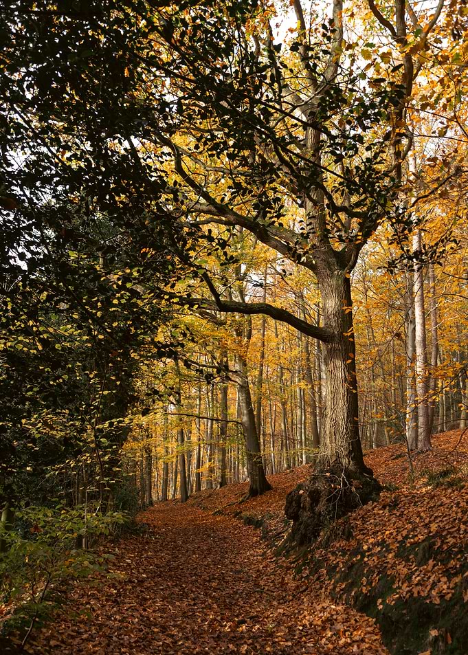 Golden Autumn Forest