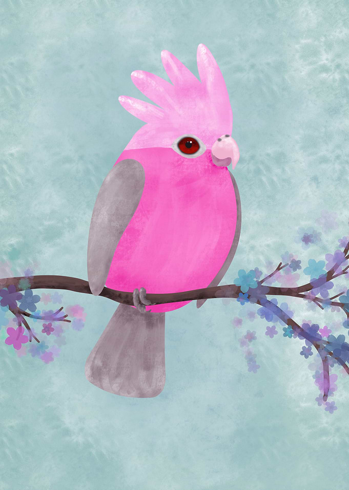 Galah cockatoo