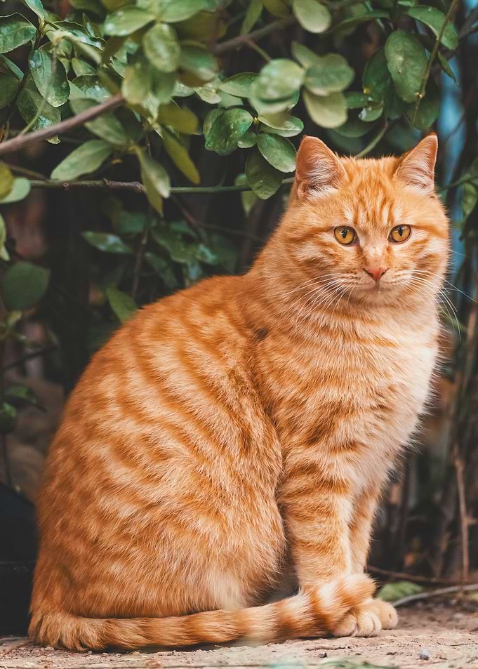 Cat