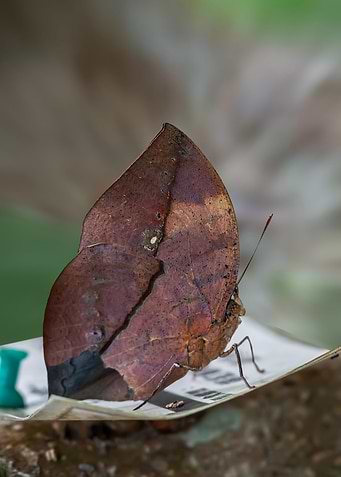 Dead Leaf Butterfly