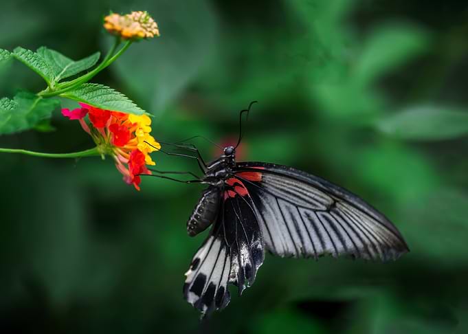 Phoenix Butterfly