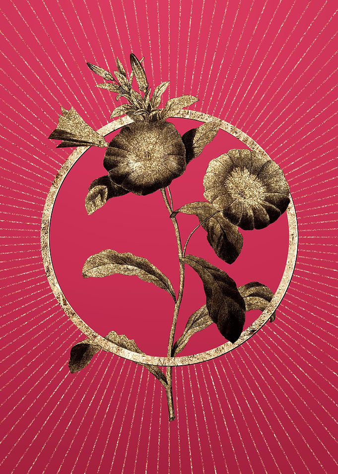 Field Bindweed on Magenta