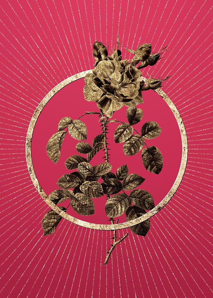 Gold Four Seasons Rose