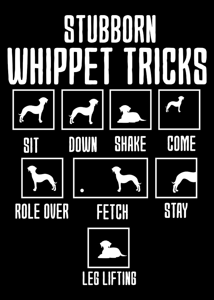 Stubborn Whippet Tricks