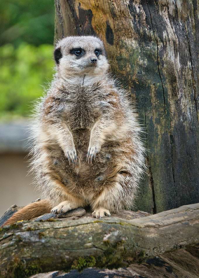 suricate