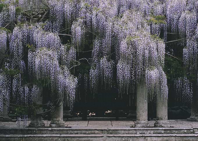 Wisteria Tree