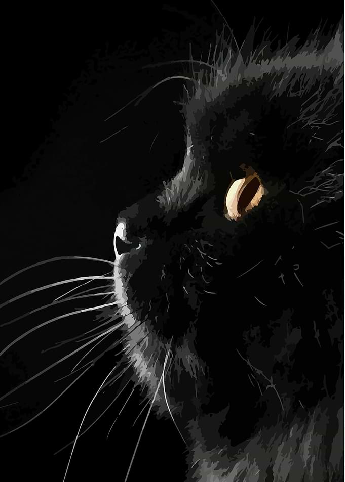 Black Cat