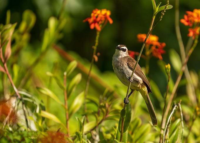 Yellow vented Bulbul