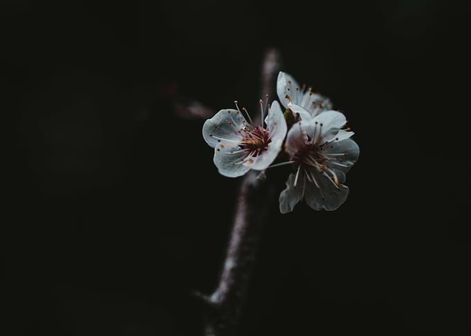 Cherry Blossom