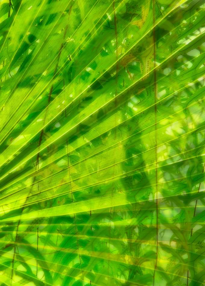 Abstract Palm