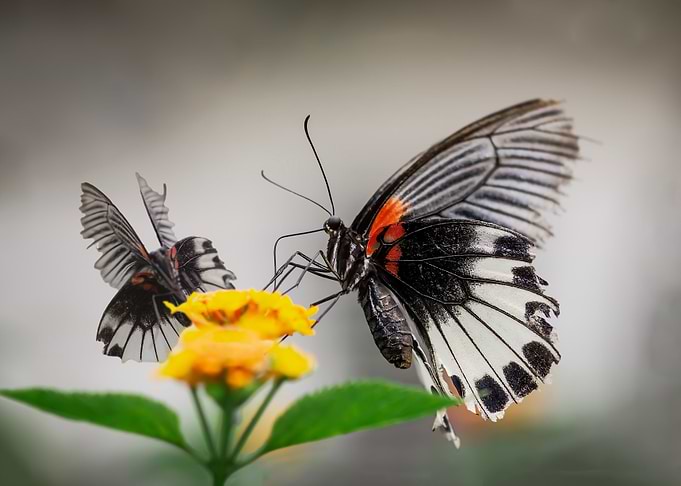 Phoenix Butterfly