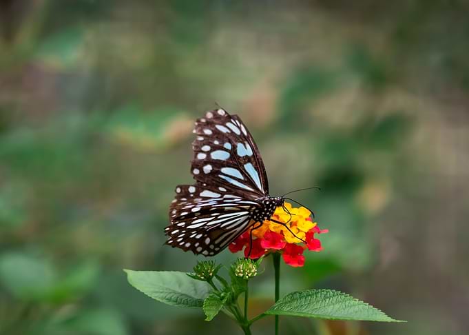 Spotted Butterfly