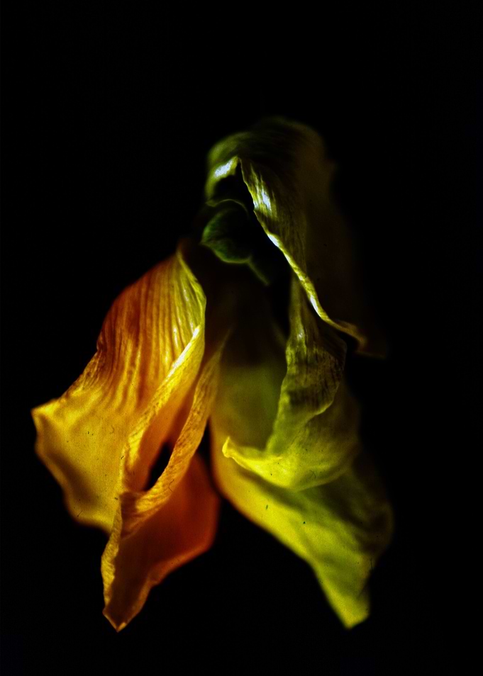 Flower in darkness