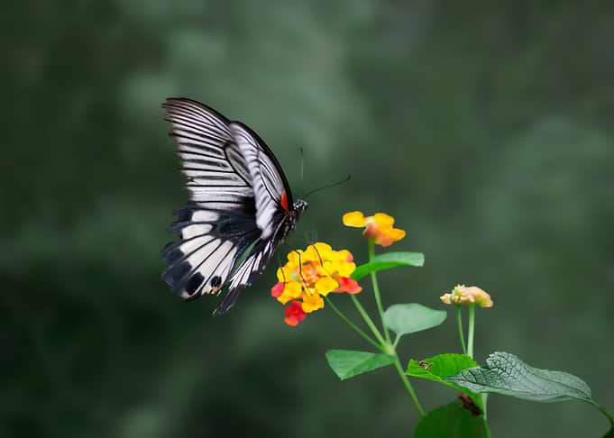 Phoenix Butterfly