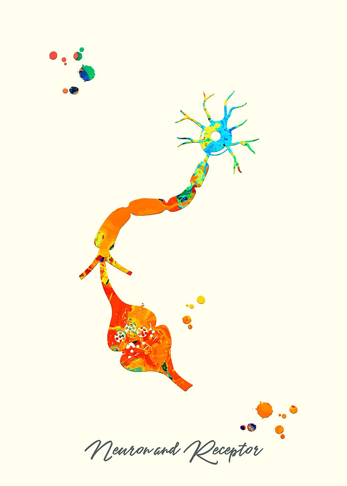 Neuron and Receptor