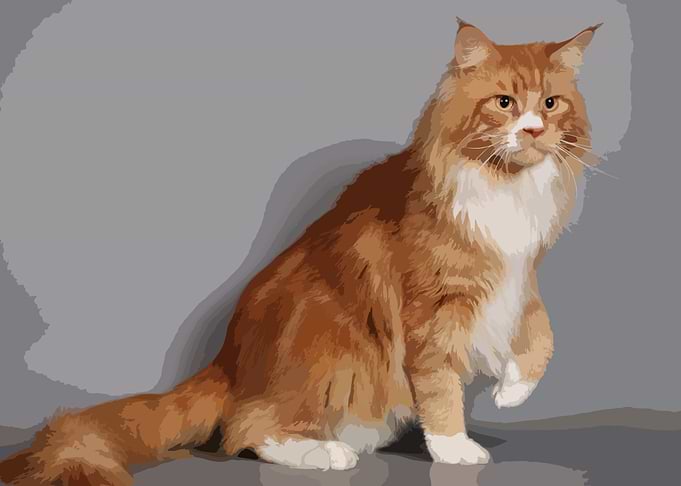 Cute Cat