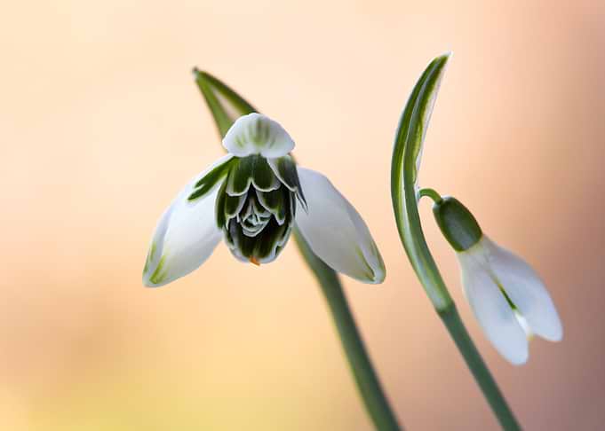 Spring flowers