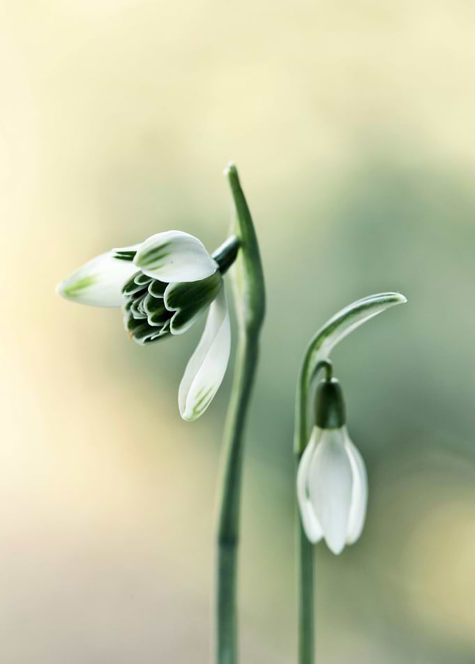 Spring flowers
