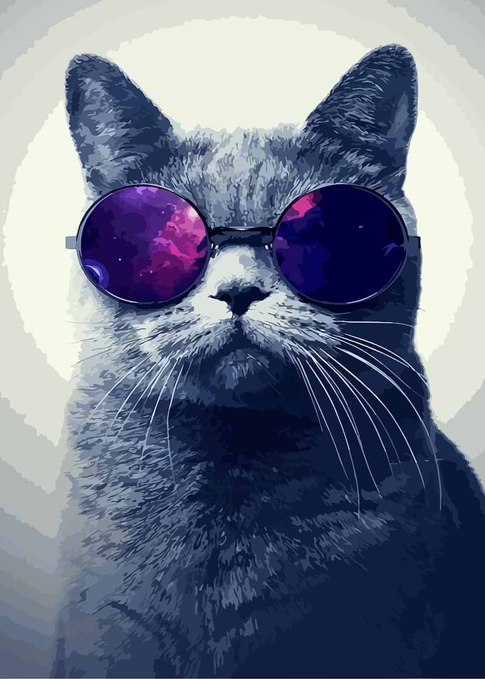 Cute Cat