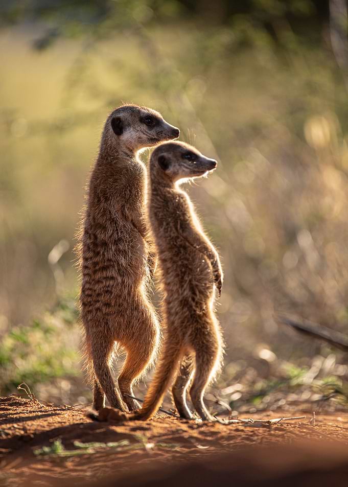 Meerkat