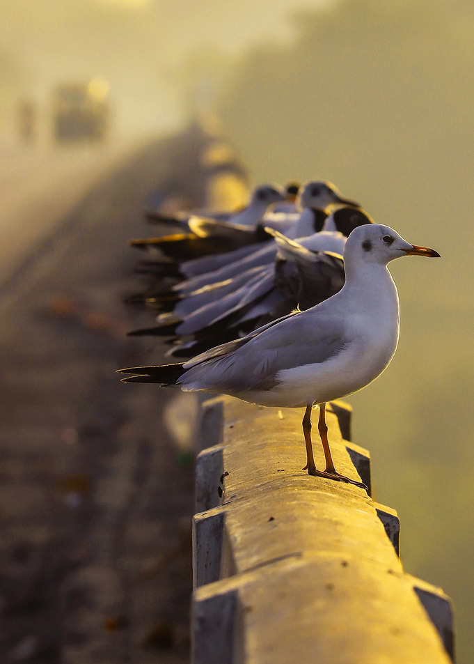 Little Bird