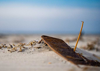 Driftwood on the beach