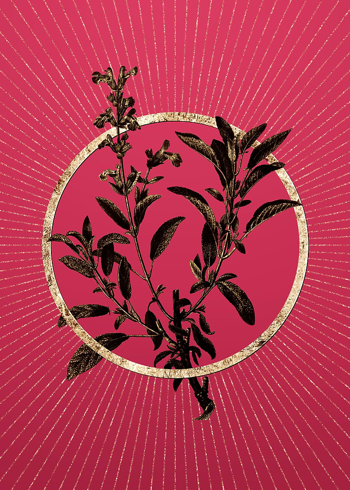 Viva Magenta Garden Sage