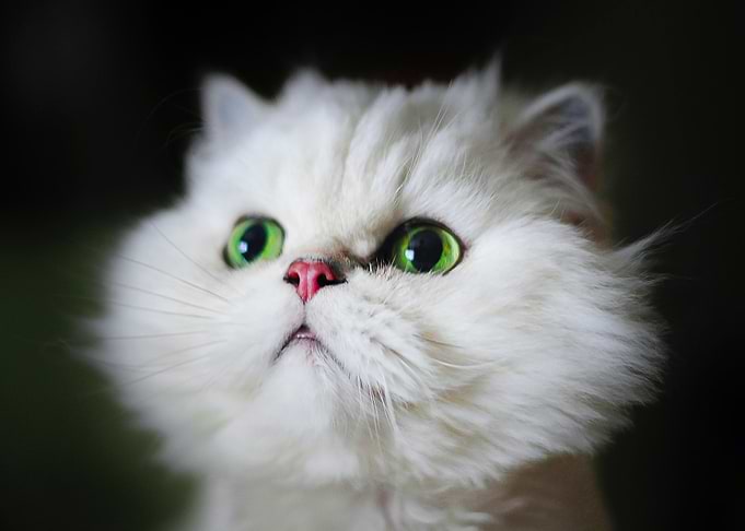 Kitten