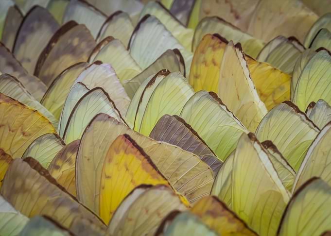 Butterfly Wings