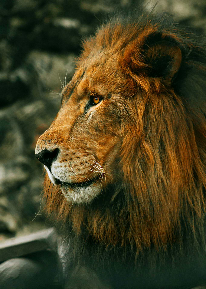 LION KING