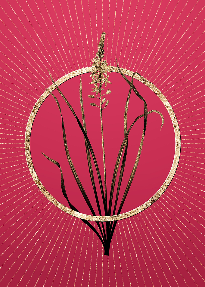 Wild Asparagus on Magenta