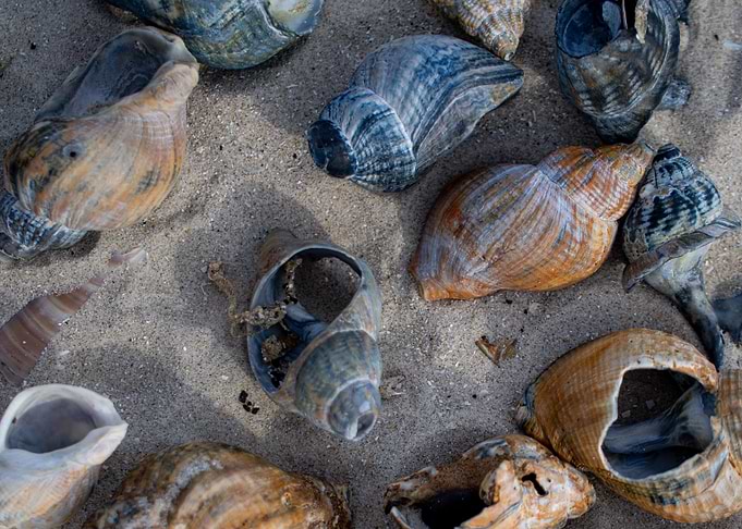 Shell Collection