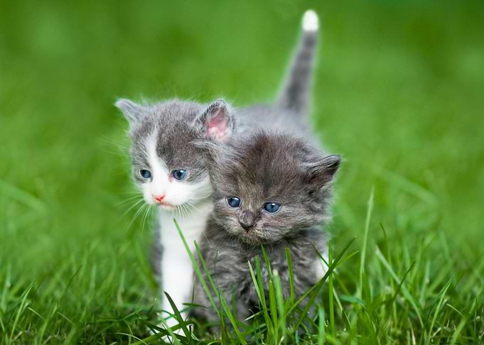 Kitten