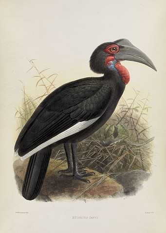 Bucorvus Cafer