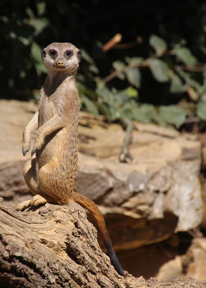 Meerkat