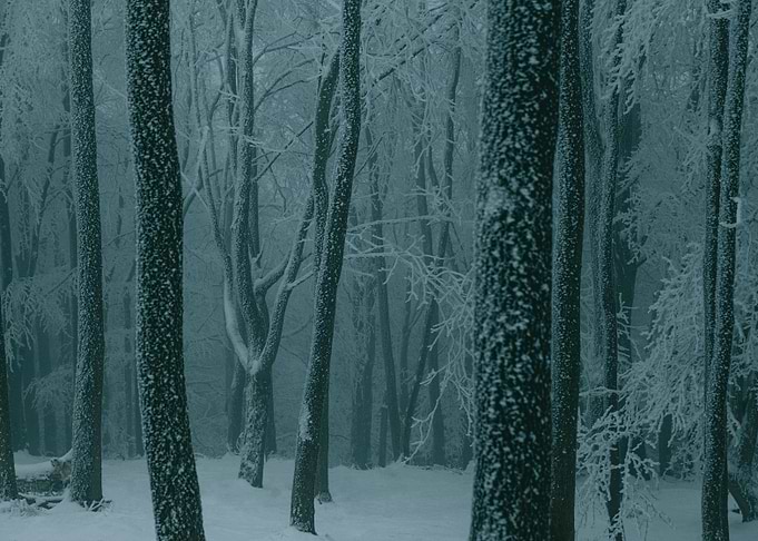 Frozen forest