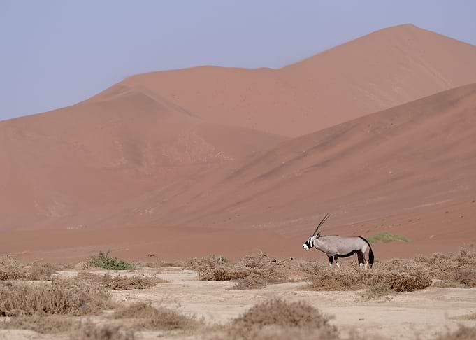 Oryx in the desert