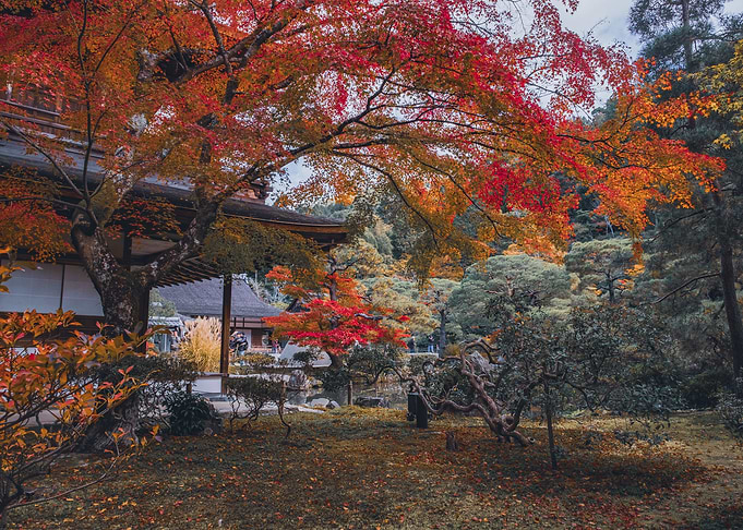 Autumn Temple Kyoto Japan