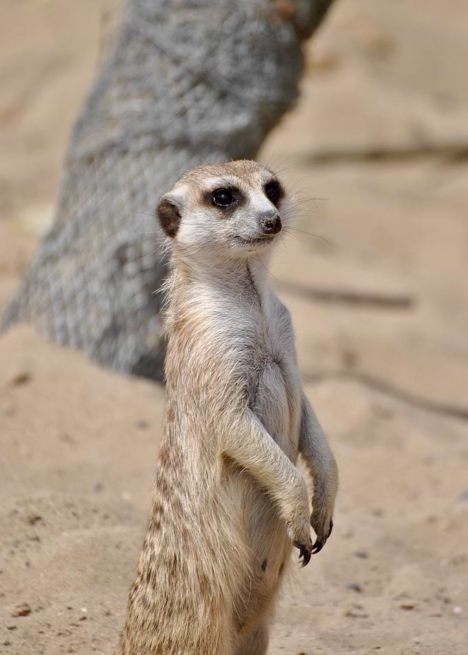 Meerkat