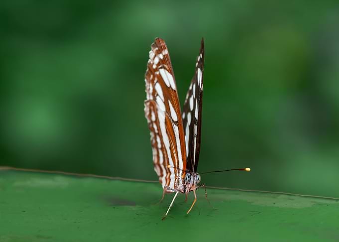 Spotted Butterfly