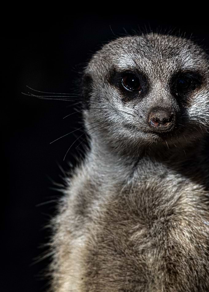 suricate